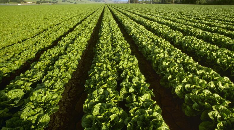 Romaine lettuce grows with the Santa Lucia Mountains in the background in California.