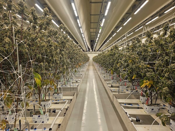 Cannabis plants sit in the Hollandse Hoogtes growing facility in Bemmel, Netherlands, Monday, April 7, 2025. (AP Photo/Molly Quell)