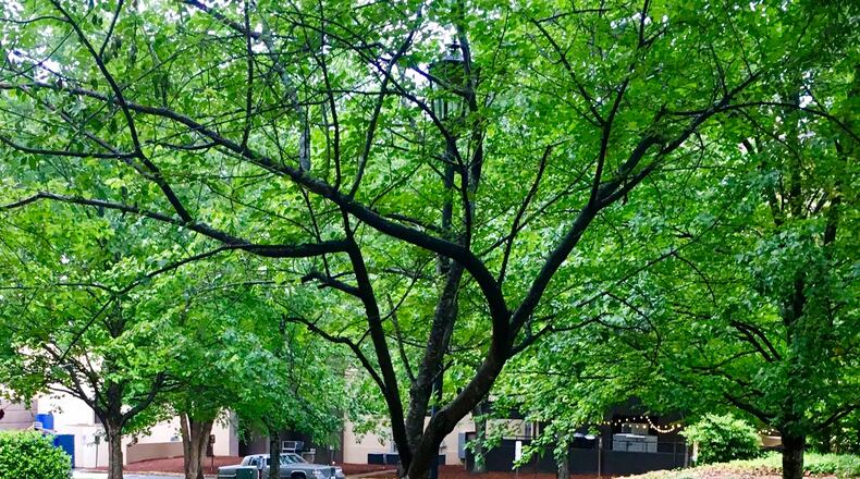 This is the space next to Decatur’s Courtyard Marriott (in the background), future site of a new 145-room Hampton Inn & Suites by Hilton. Long an informal downtown park, this is how the site looked earlier this month. Bill Banks for the AJC