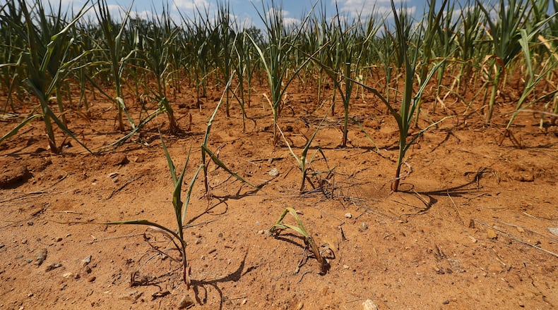 A corn field withers under the unrelenting summer heat in late June at WDairy LLC on Broughton Road in Morgan County, Georgia. The crop was a total loss. (Curtis Compton for The Atlanta Journal-Constitution)