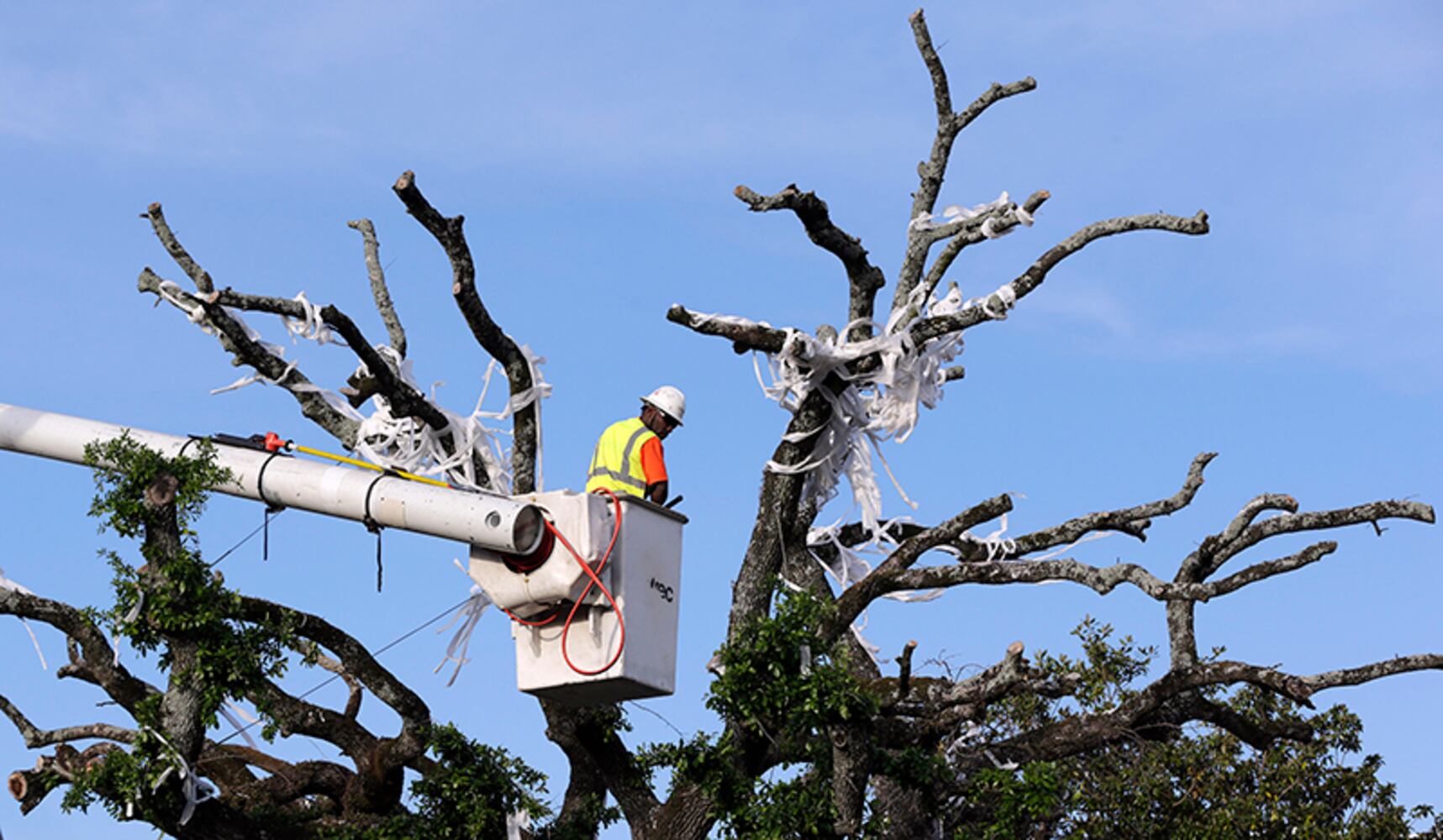 Poisoned trees big part of Auburn tradition