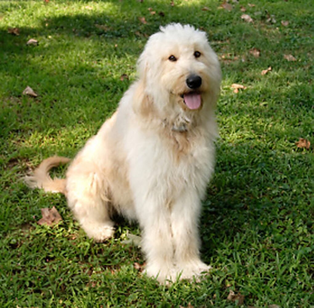 Popular hypoallergenic dogs