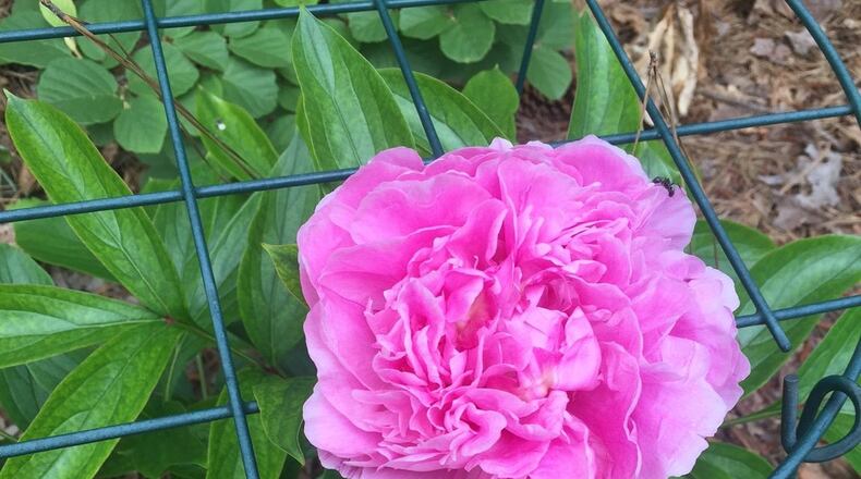 In most years this peony hoop would be full of leaves and flowers. PHOTO CREDIT: Walter Reeves