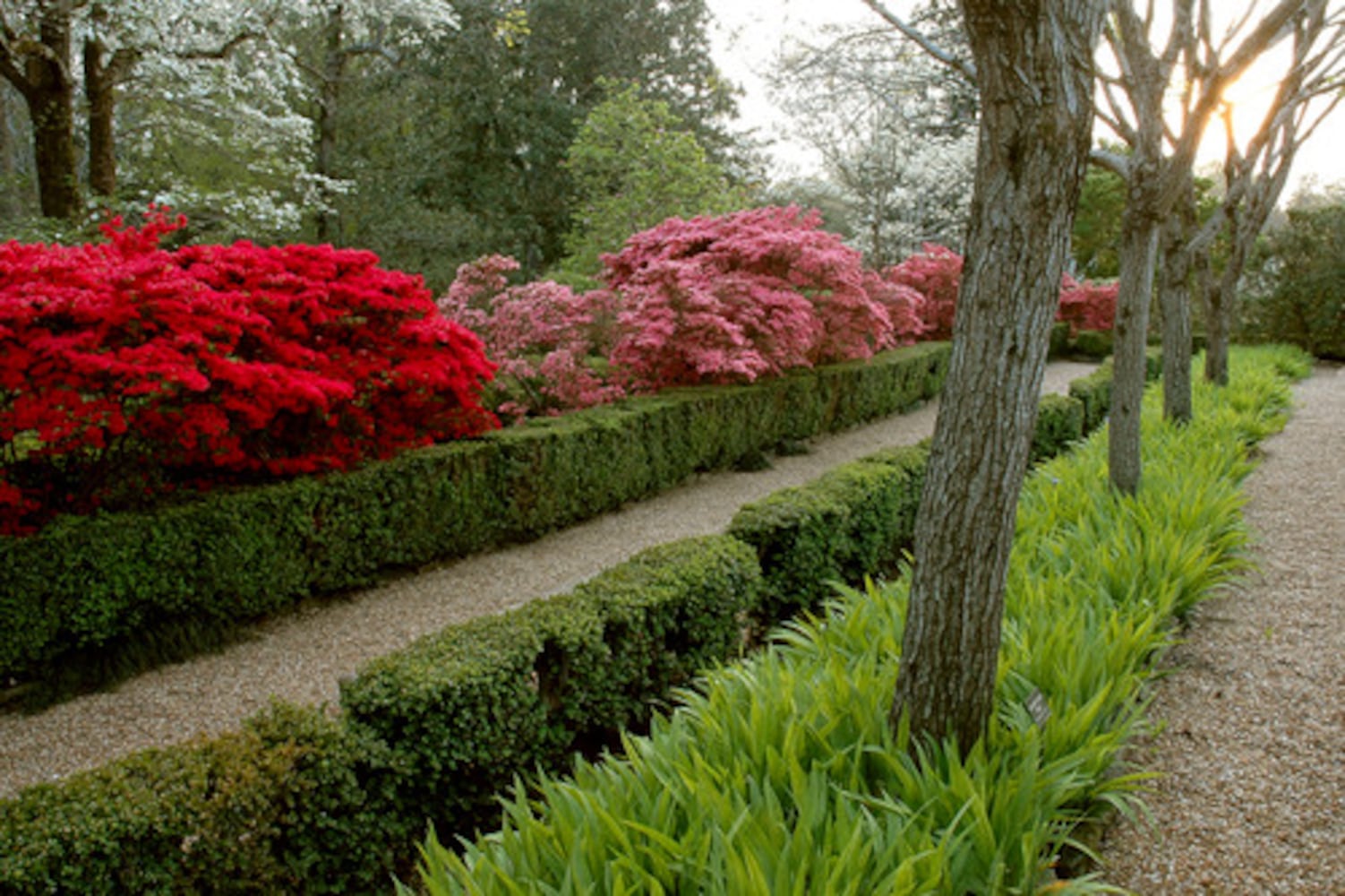 You know it's spring in Georgia when the azaleas bloom