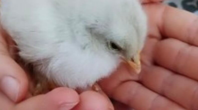 The Milton City Council recently approved an agreement with Tree of Learning to offer a new outdoor recreation program for children ages 3-to-5. (Courtesy Tree of Learning)