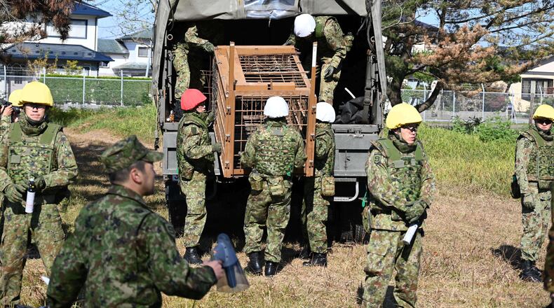 In this photo provided by the Japan Self-Defense Forces Akita Camp, Self-Defense forces personnel unload a bear cage from a military truck in JSDF Akita Camp, Akita, northern Japan, Thursday, Oct. 30, 2025. (JSDF Akita Camp via AP)