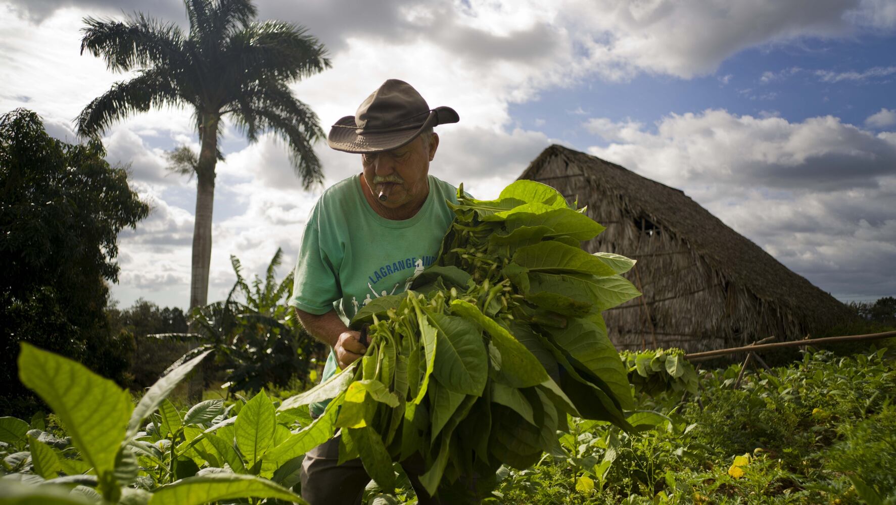 Cuba tobacco country becomes tourist attraction
