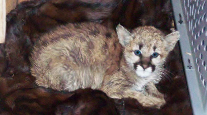 The young mountain lion that people brought inside their Colorado home.