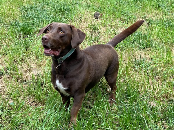 Lulu Gehl is 50% basset hound, 50% Labrador retriever, and, according to Capitol lobbyist Tom Gehl, "100% adorable." (Courtesy photo)