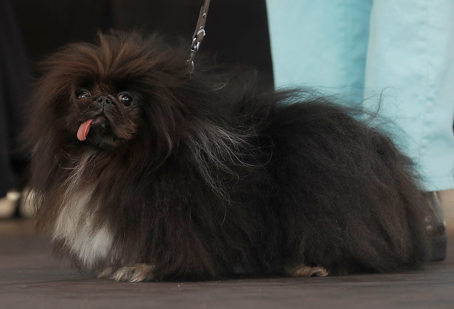 Photos: Zsa Zsa the English bulldog wins World's Ugliest Dog Contest