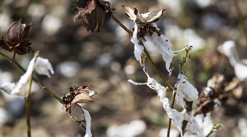 10/11/2018 — Newton, Georgia — A field of cotton ruined by Hurricane Michael in Newton, Thursday, October 11, 2018. (ALYSSA POINTER/ALYSSA.POINTER@AJC.COM)
