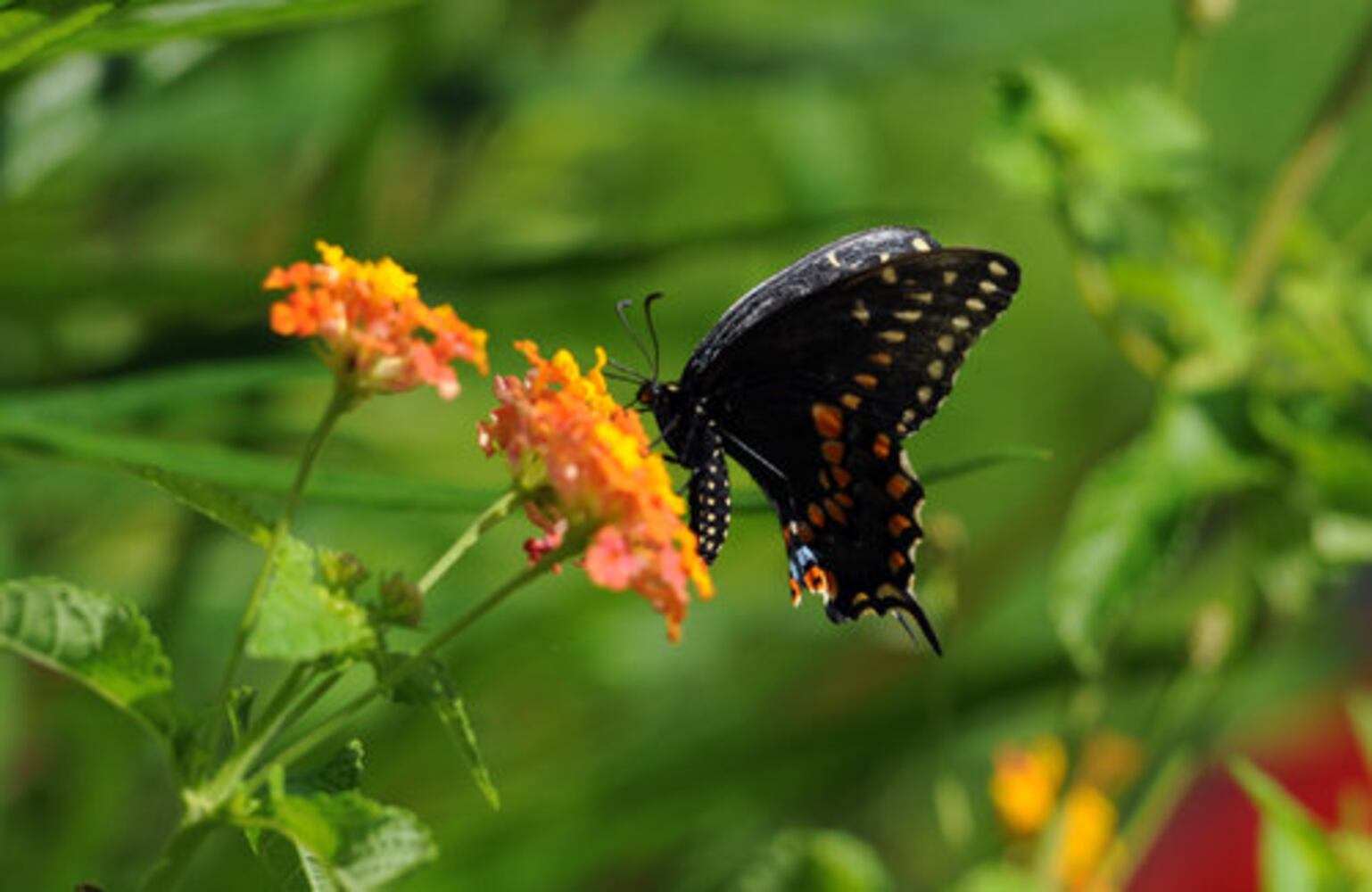 Flying Colors Butterfly Festival