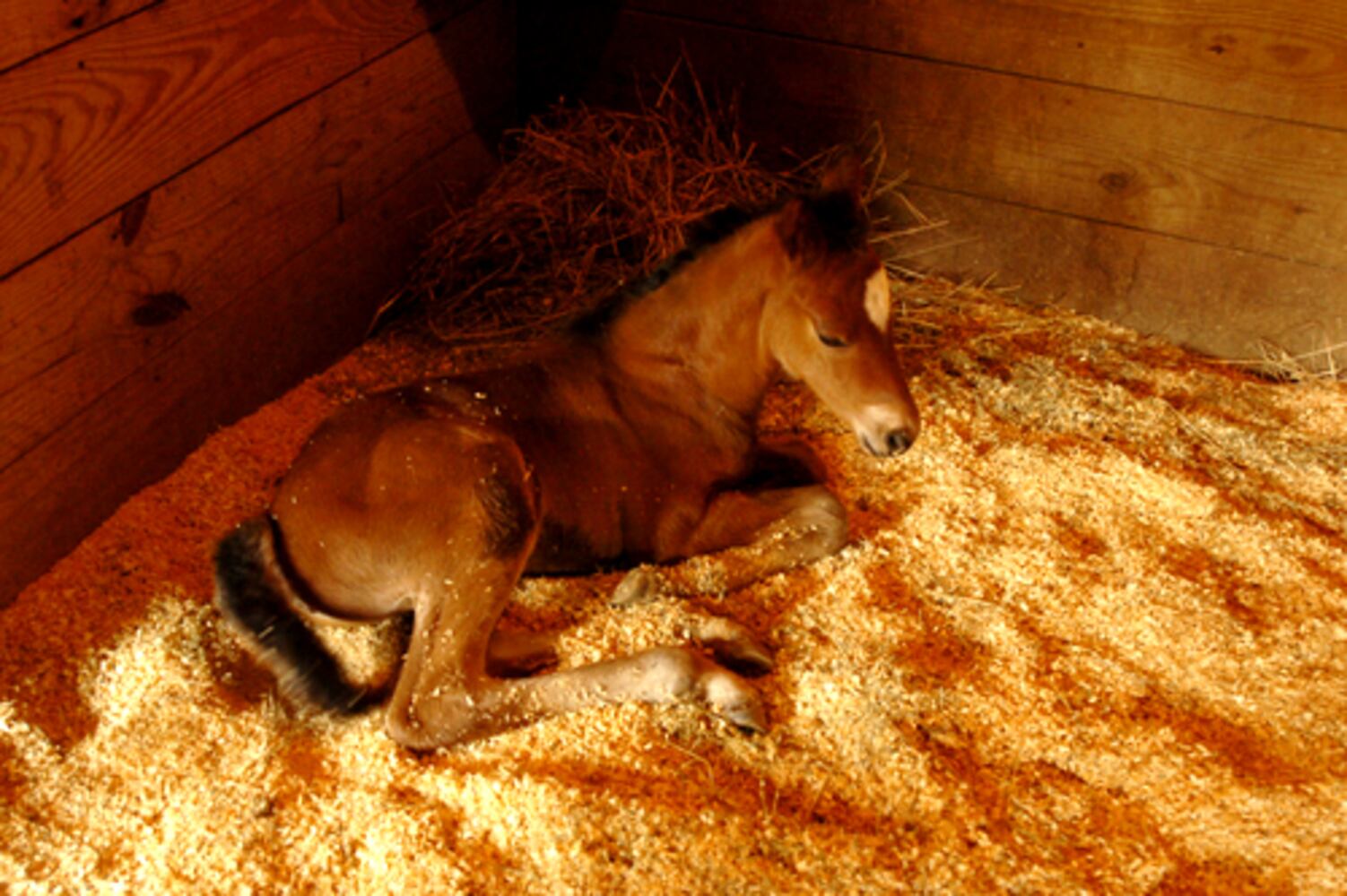 Life goes on at Westbrook Farm