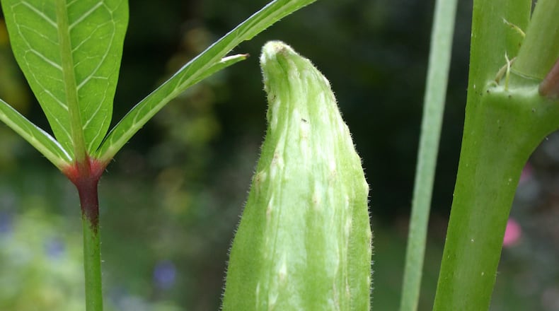 Stinkbug feeding causes white bumps on okra pods.