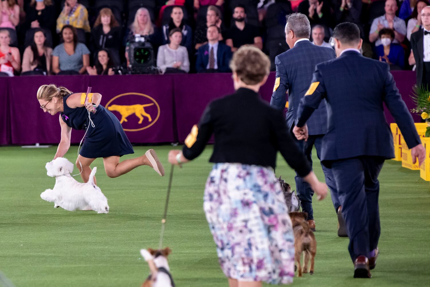Boy, a West Highland white terrier, wins the terrier group at the Westminster Kennel Club Dog Show, held at the Lyndhurst Mansion in Tarrytown, N.Y., on Sunday, June 13, 2021. (Karsten Moran/The New York Times)
