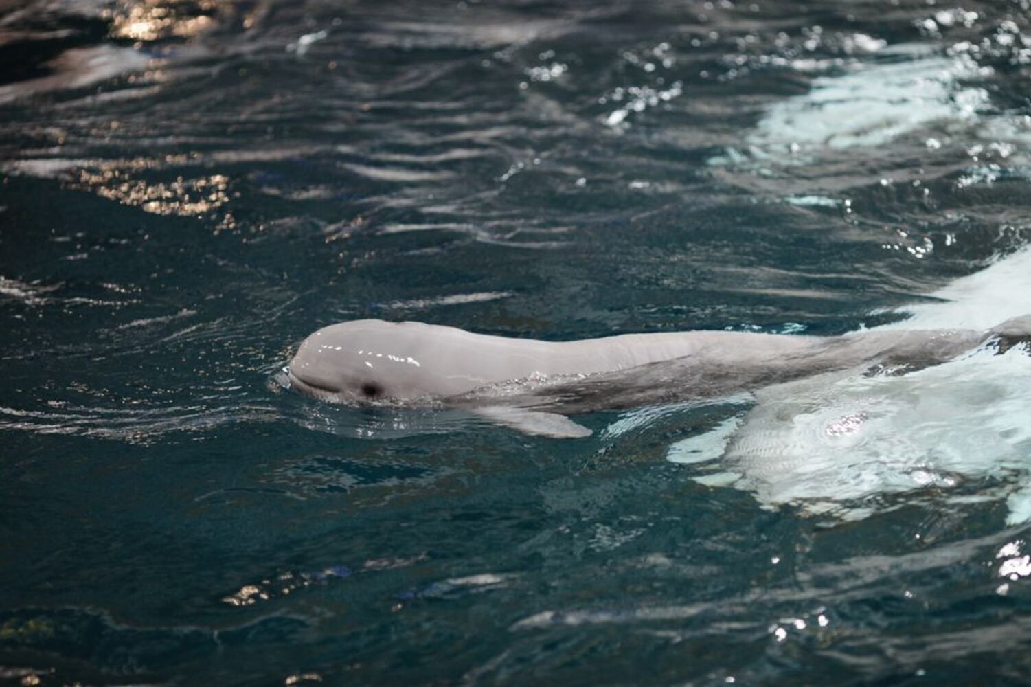 Calf swimming