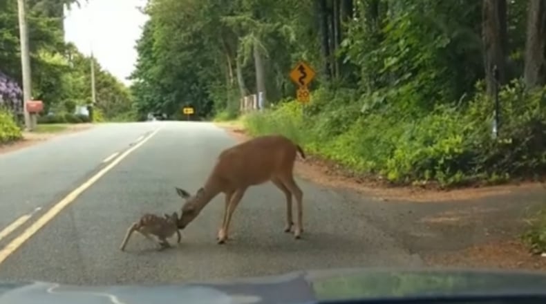 Still from video by Jessie Larson (Via KIRO7.com)