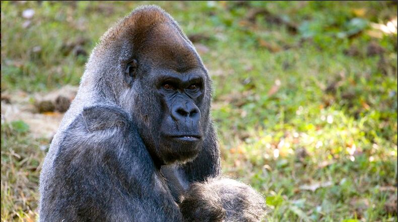 Ozzie the gorilla is one of the animal dads being celebrated on Father's Day. Ozzie will also be celebrating his 57th birthday.
