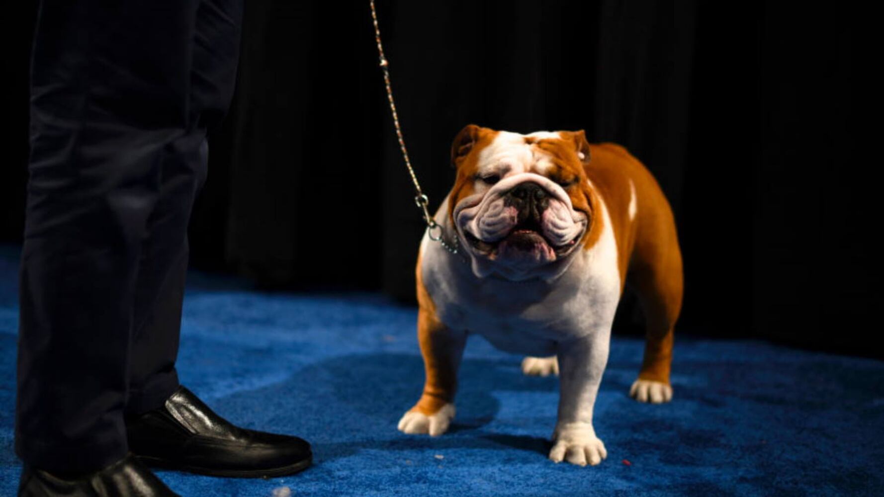 Photos: 2019 National Dog Show