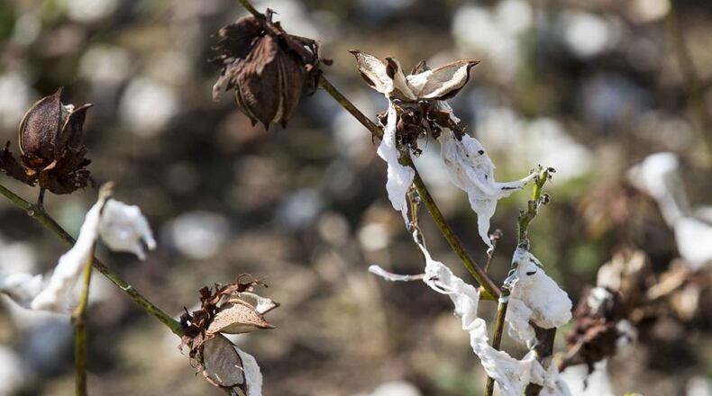 A tattered field of cotton in Newton, Ga. (ALYSSA POINTER / ALYSSA.POINTER@AJC.COM)
