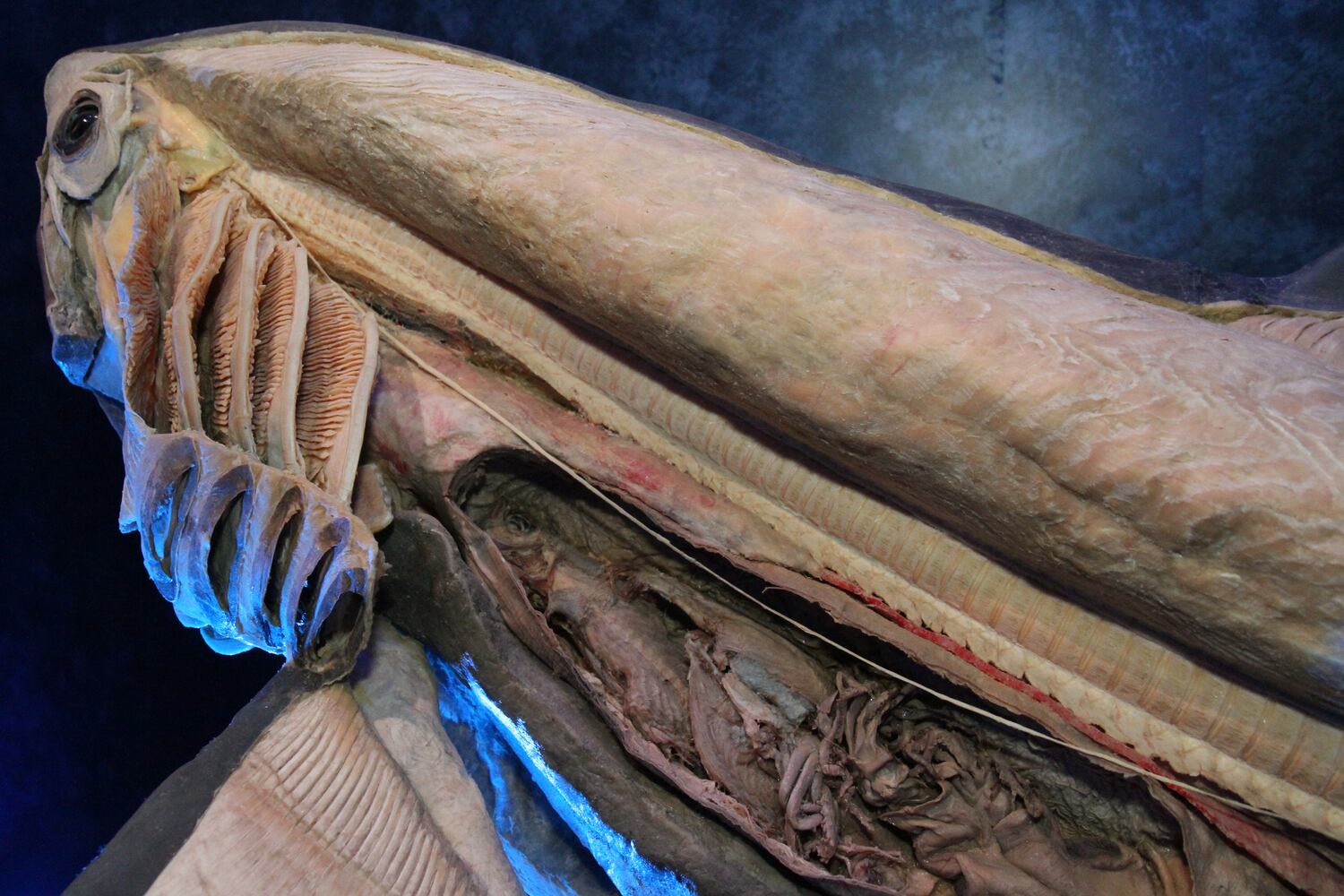 Sea Monsters Revealed: Aquatic Bodies at Georgia Aquarium