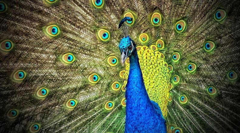 The bright, beautiful plummage peacocks are famous for is on display int his photo. This peacock is simialr to one stolen in Coconut Grove, Fla.