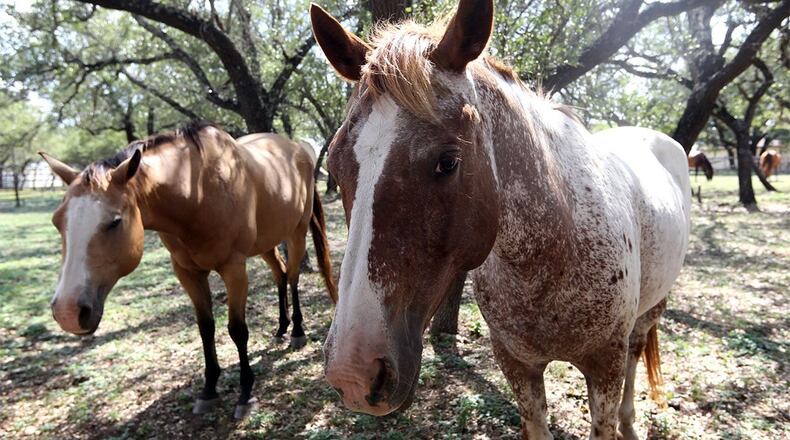 Ride horses on equestrian trails at Don Carter State Park.