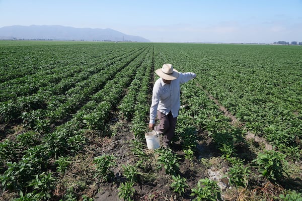 Sergio Madrigal works on a farm field Friday, July 11, 2025, in Camarillo, Calif. (AP Photo/Damian Dovarganes)