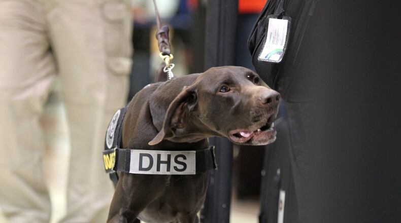TSA passenger screening canine Jo patrols the checkpoint waiting area. Jo is trained to sniff out explosives and the components that make them. TAYLOR CARPENTER / TAYLOR.CARPENTER@AJC.COM
