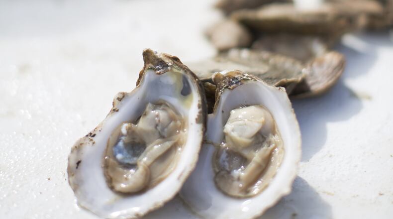 The oyster industry once thrived in Georgia. Collaborative efforts between the University of Georgia Marine Extension Service and other agencies are aimed at rebuilding the foundation for sustainable oyster aquaculture in the state. (Ansley West Rivers)