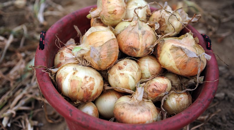 A bucketful of Vidaliaonions harvested by  Sikes Farms in Collins, Ga. (2011 photo By Bita Honarvar, AJC )