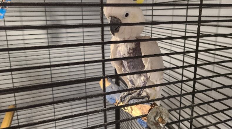An elderly retired cockatoo named Cookie at the Atlanta Film Animals facility in Georgia. PETA claims the bird, which has plucked its feathers due to anxiety, hasn't been kept in a suitable environment. The company denies this, noting it provides a rotation of enrichment activities and explaining her condition is chronic. COURTESY OF PETA