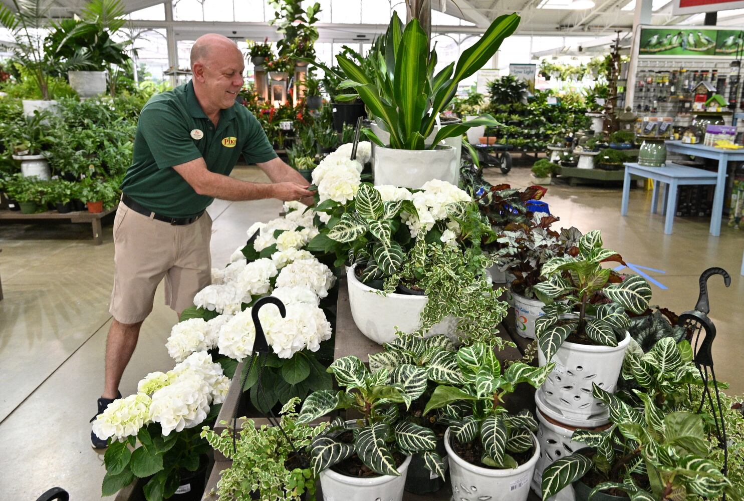 21 indoor, easy-to-care-for plants