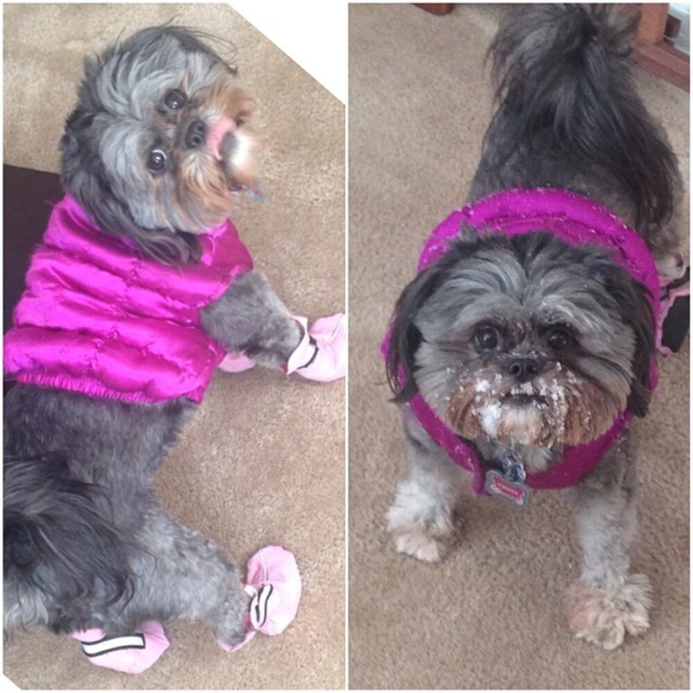 Time for a SnowBreak. #Before and #After #Venus #SnowPup #SnowDayz2014-- @kipani_kouture