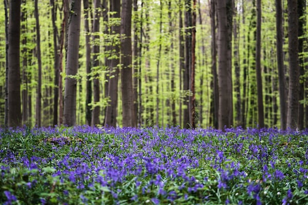 Bluebells, also known as wild hyacinth, bloom among the trees in the Hallerbos forest, south of Brussels, Belgium, on Tuesday, April 22, 2025. (AP Photo/Virginia Mayo)