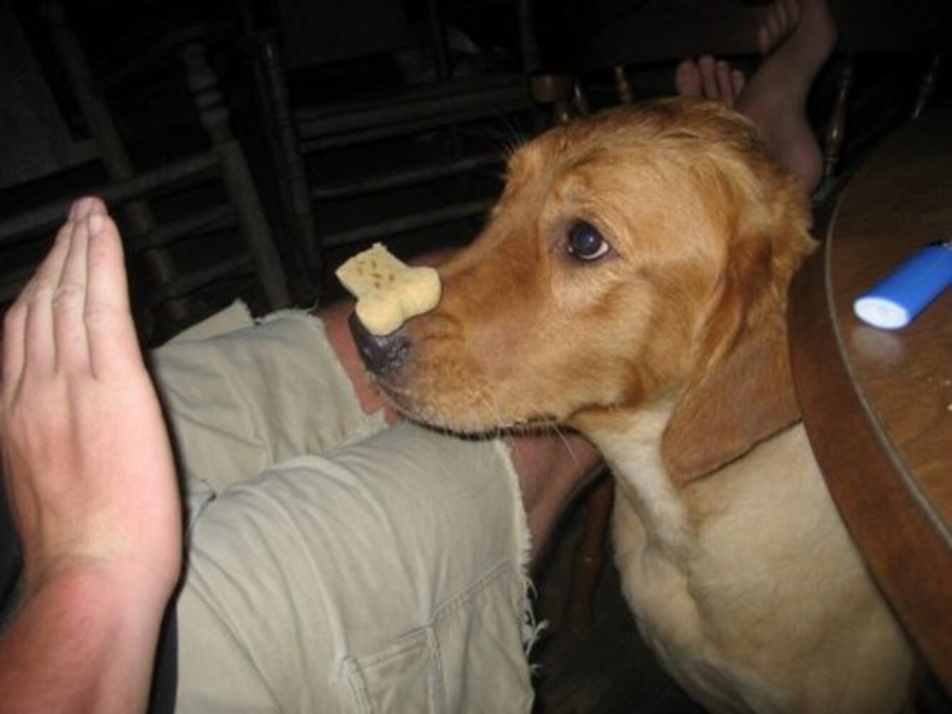 Atlanta's Top Dogs: 2. Golden Retrievers