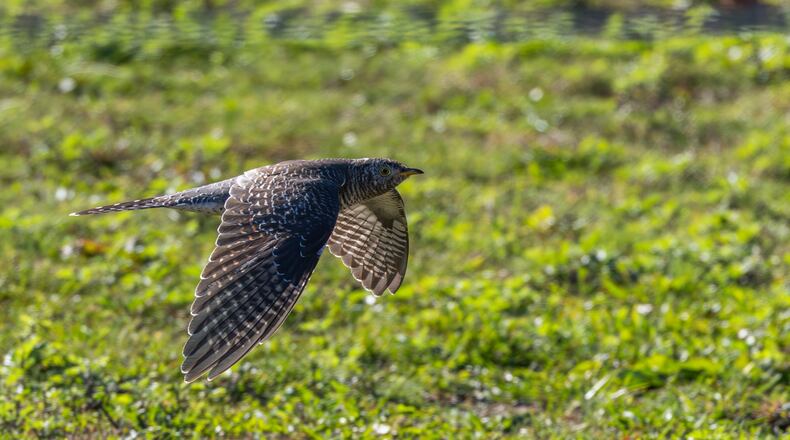 This photo provided by Cornell Lab of Ornithology shows a Common Cuckoo on Oct. 24, 2025 in Woods at Cherry Creek Suffolk, N.Y. (Jay McGowan/Cornell Lab of Ornithology via AP)