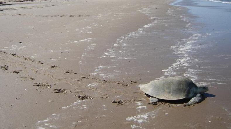 File photo of a Kemp's ridley sea turtle on the beach.