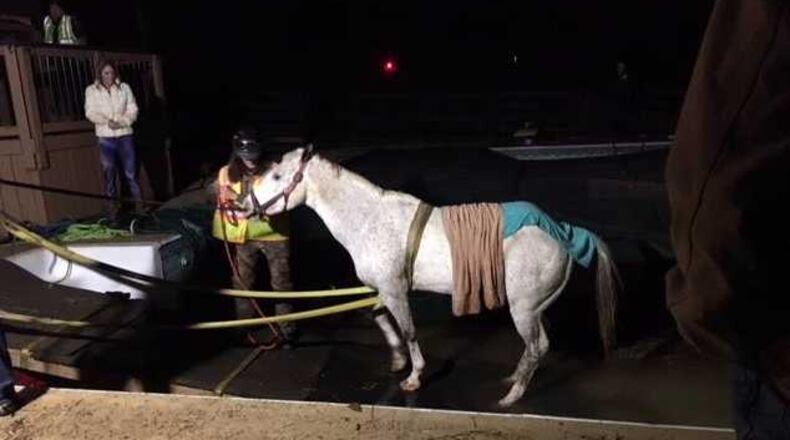 This horse got stuck in a pool in Acworth and Cobb County firefighters had to rescue it.