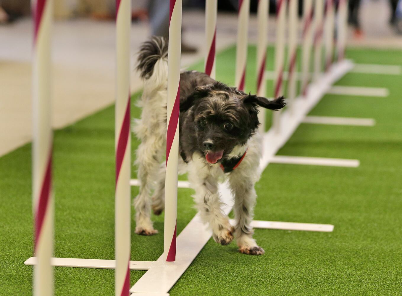 Mixed breeds at Westminster Kennel Club