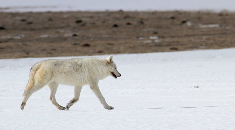 A rare and recognizable white wolf was illegally shot in Yellowstone National Park. (Photo: National Park Service)