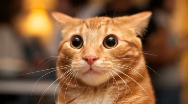 (File photo / Getty)