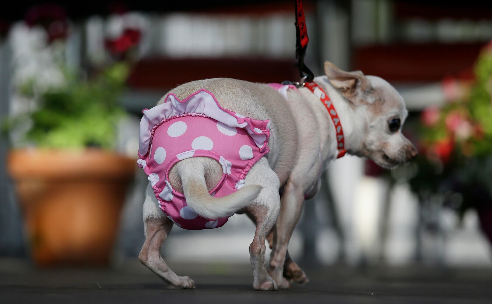 World's Ugliest Dogs 2017