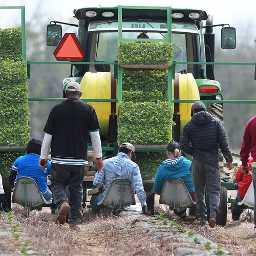 Farmworkers hand-plant rows of watermelon while riding on a seat platform behind a tractor at the Sweet Dixie Melon farm in Tift County on March 19, 2019, in Ty Ty, Georgia. (Curtis Compton/AJC 2019)