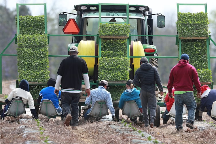Farmworkers hand-plant rows of watermelon while riding on a seat platform behind a tractor at the Sweet Dixie Melon farm in Tift County on March 19, 2019, in Ty Ty, Georgia. (Curtis Compton/AJC 2019)