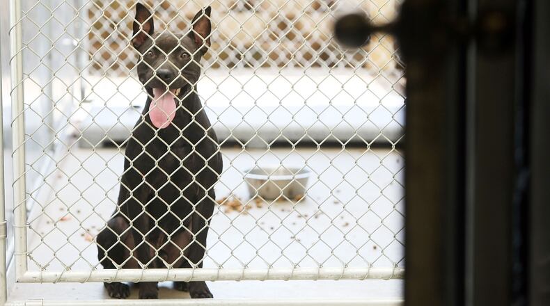 JERSEY CITY, NJ - JULY 24: A pit bull looks out from a cage in the Liberty Humane Society shelter July 24, 2007 in Jersey City, New Jersey. According to animal shelter statistics, around one-third of all dogs coming into shelters nationwide are pit bulls, up from just 2 to 3 percent fifteen years ago. An estimated 40,000 people are involved in illegal professional dogfighting in the U.S. which often involves pit bulls. (Photo by Mario Tama/Getty Images)