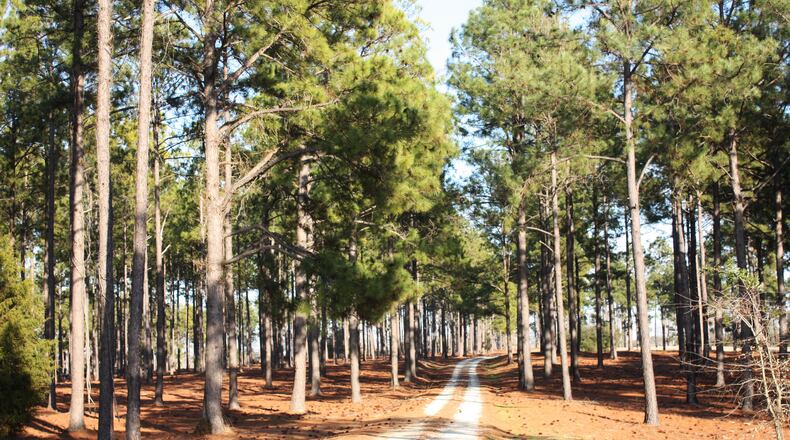 Alpharetta has added pine trees to the list of trees not considered a tree of quality. (File Photo by Brian Dupree)