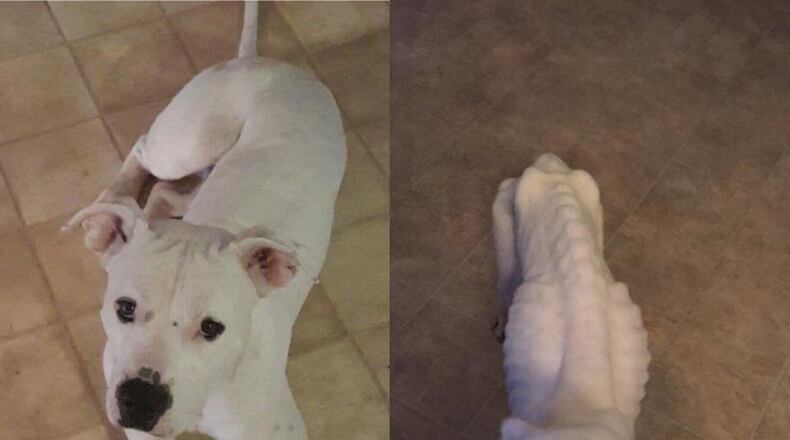 These two photos show the pit bull mix Lucky before he was given to a pet-sitter who was to provide foster care, and after he was recovered. Photo: courtesy Justine Stinnett