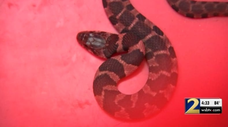 A couple say a non-venomous, juvenile banded water snake was found in their Amazon package in Clayton County.