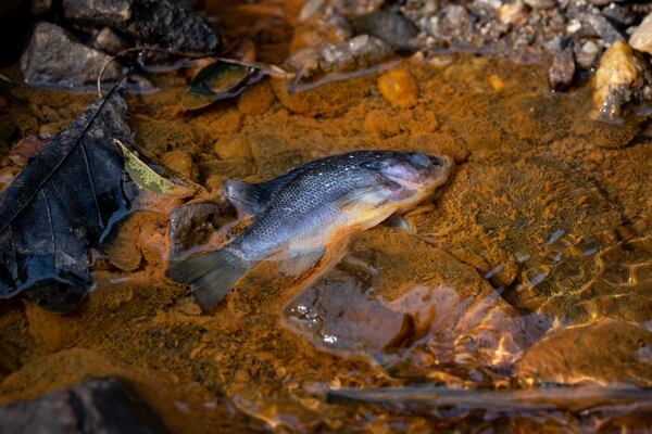 A fish lays dead surrounded by oil following a fuel spill into the Flint River from Hartsfield-Jackson International Airport. Tuesday, Feb. 03, 2026. (Ben Hendren for the AJC)